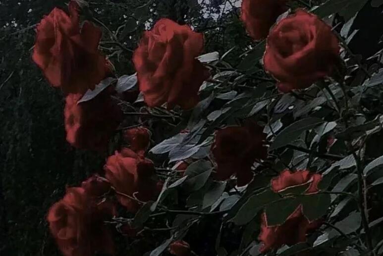 关于玫瑰花的唯美句子文案