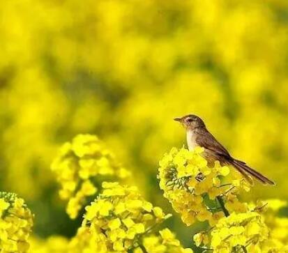 关于春天的句子文案