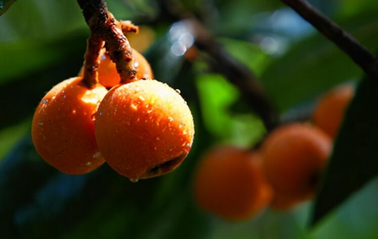 描写枇杷的好词好句文案好段