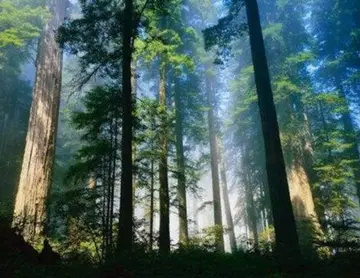 世界森林日的长名句文案