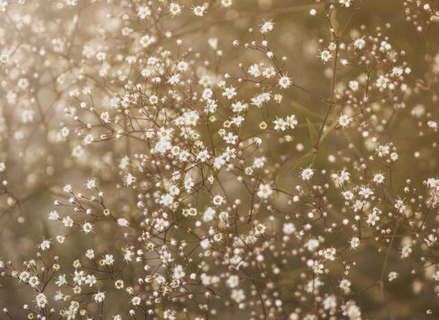 朋友圈晒满天星花的短语