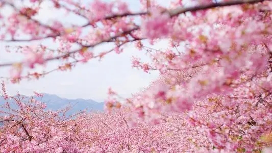 描写樱花盛开的优美句子文案