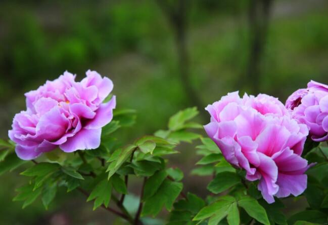 鲜花带来的好心情句子文案