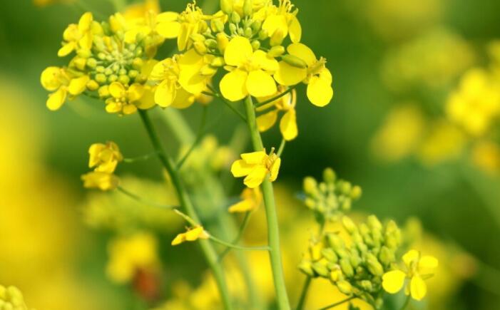 看到鲜花心情好句文案