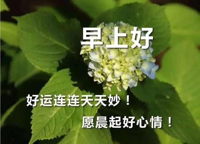 最真诚的早安问候语图片