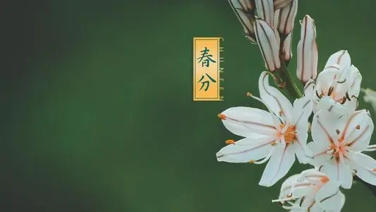 春分的好词好句文案摘抄