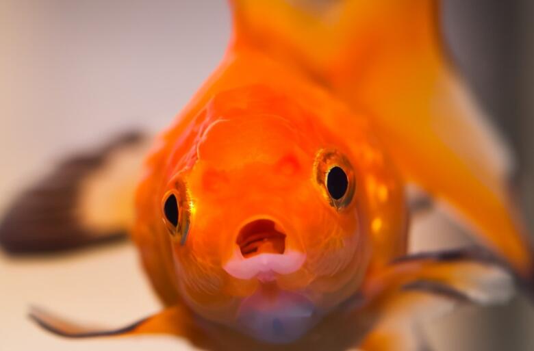 记性差的不如鱼的记忆的说说文案