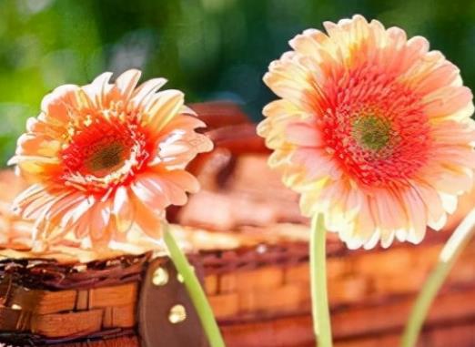 早安问候语大全最美一句话