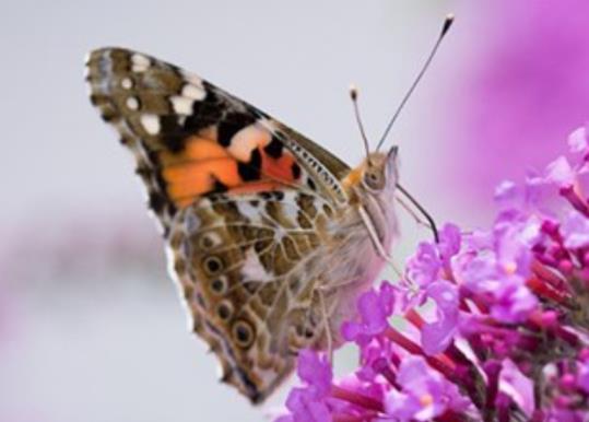 赞美平凡的唯美句子文案