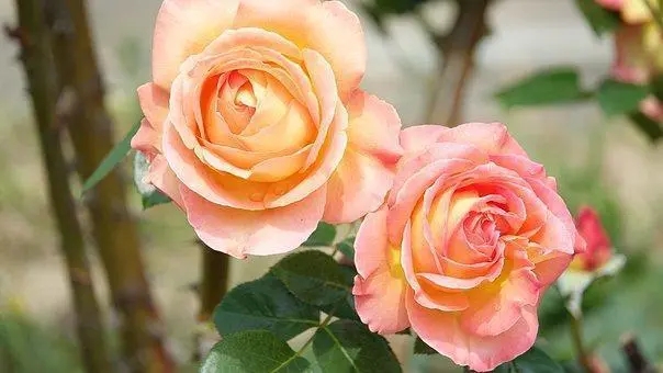 感触亲情的诗句文案