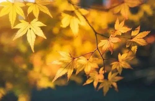 关于立秋的优美句子文案简单