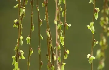 描写春天柳树的好句子文案