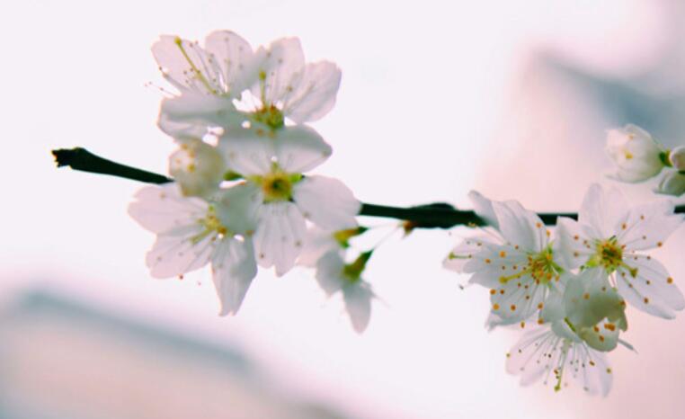 一生很长一生很短佳句