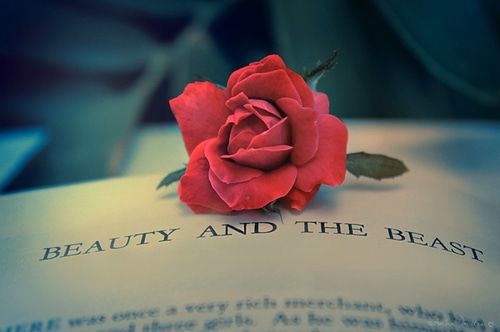 用花来表达爱情句子文案