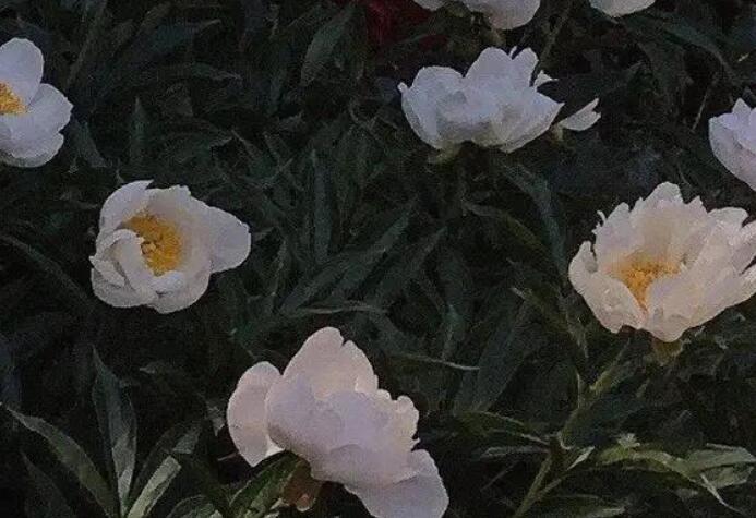 不想和你分开的句子文案