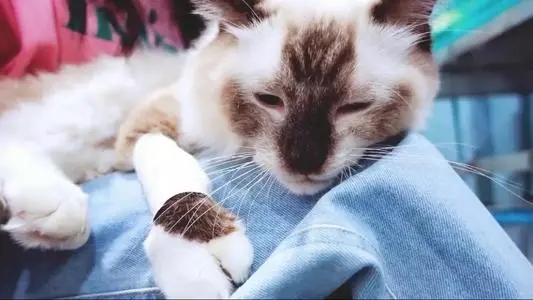 晒自己的宠物的说说文案