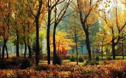 表达喜欢秋天的句子文案