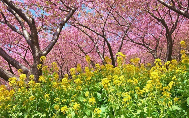 春天的景物描写