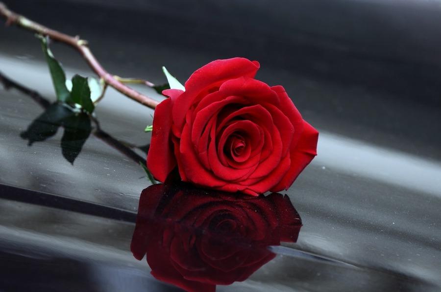 玫瑰花外貌描写