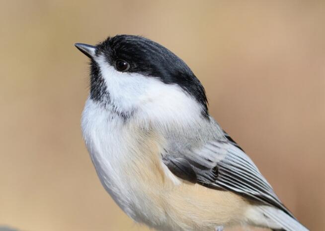 偷偷地照样子写一句话