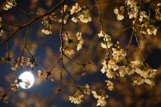 有关爱而不得的诗