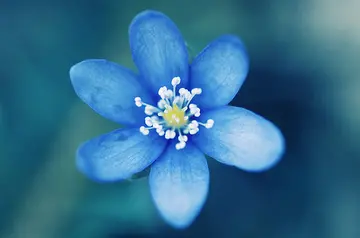 十句优美的好句文案