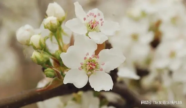 关于惊蛰的优美句子文案