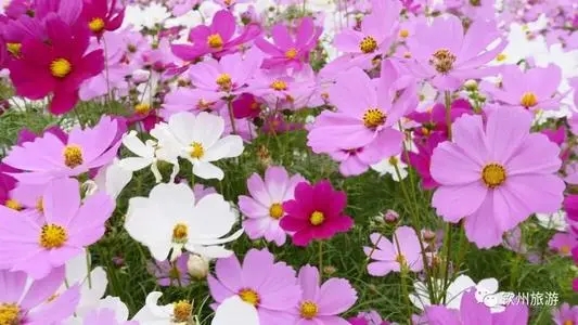 三年级读书笔记300字