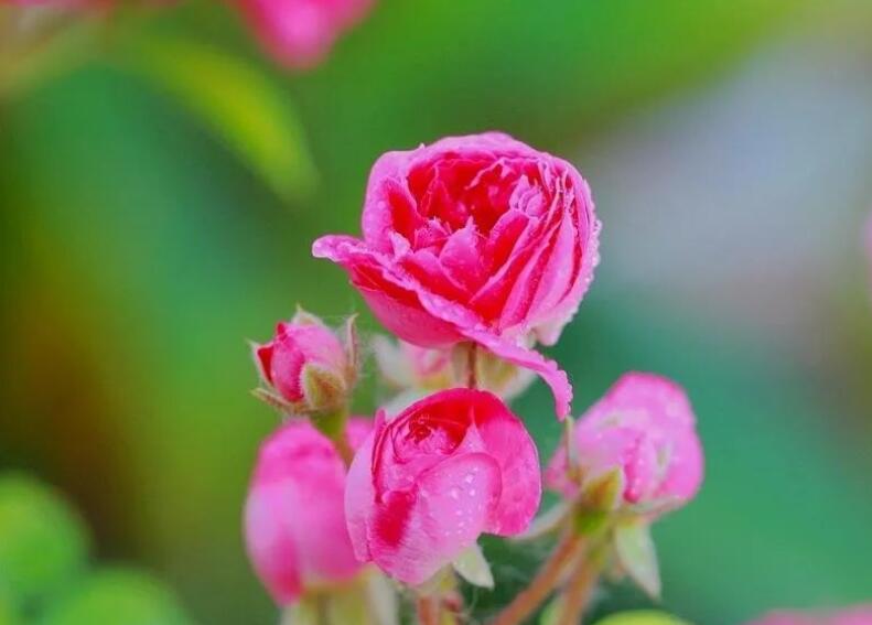 蔷薇花语录文案唯美古风