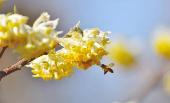 十二月花开的特点名句文案