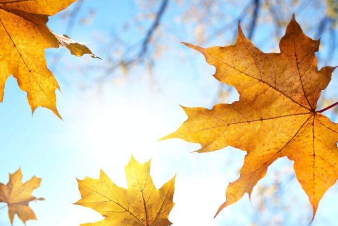 描写秋天的好句子文案摘抄