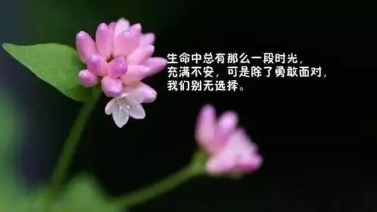 女人感悟人生的日常说说文案