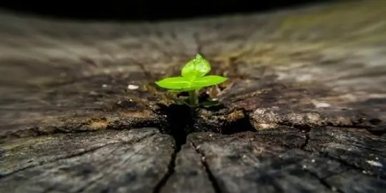 保持一颗好的心态的句子文案