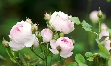 今天收获不错的说说文案