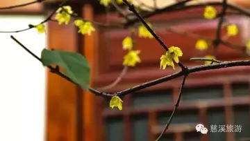 二月的尾巴的说说文案