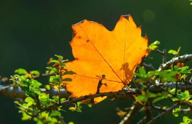 形容九月优美诗句文案