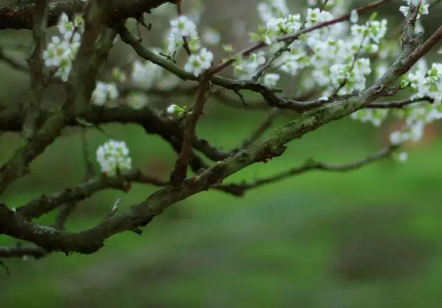 阳春三月春光明媚的诗句文案