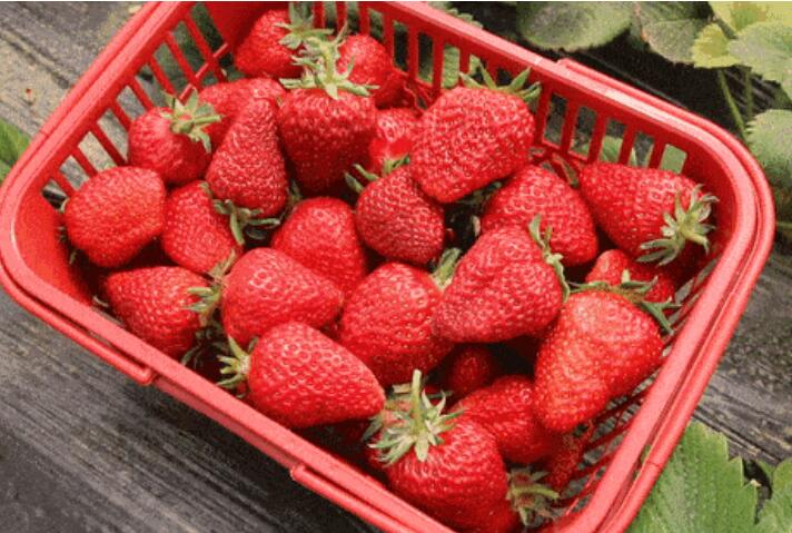 摘草莓想发表一个说说文案