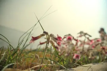 描写天气晴朗微风吹拂的句子文案