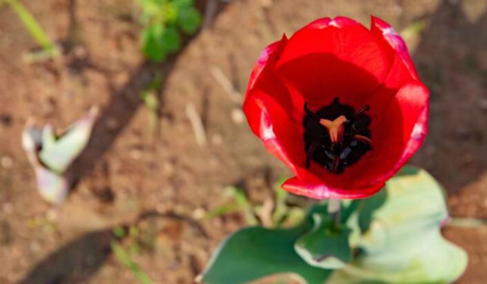 暖心简短表白文案