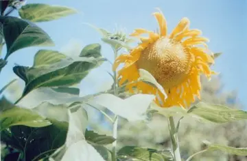 鼓励勇于尝试的名言