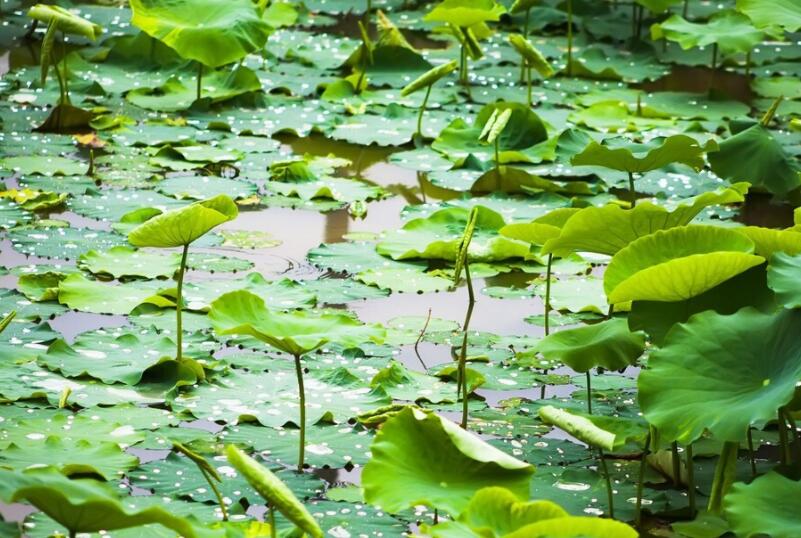 下雨后凉快的诗句文案