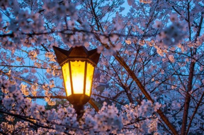 飞花令夜字的诗词大全