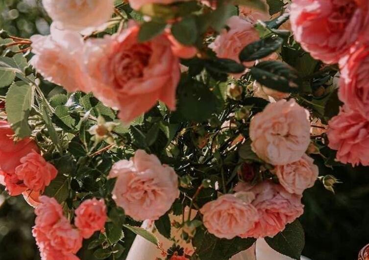 关于花的文艺短句