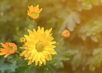 清明节思念妈妈的句子文案