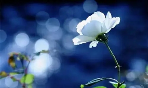 心灵美的一句话