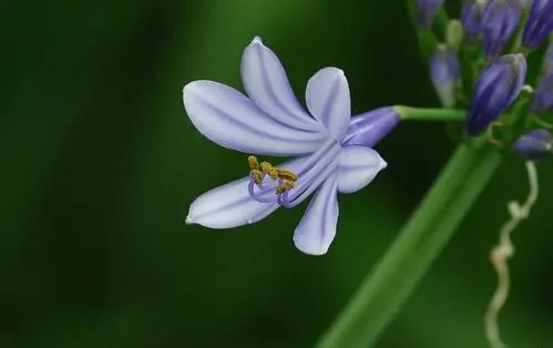 带花的爱情美好诗句文案