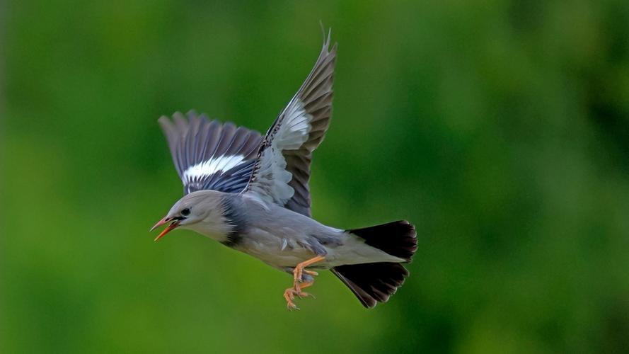 爱鸟护鸟的宣传标语