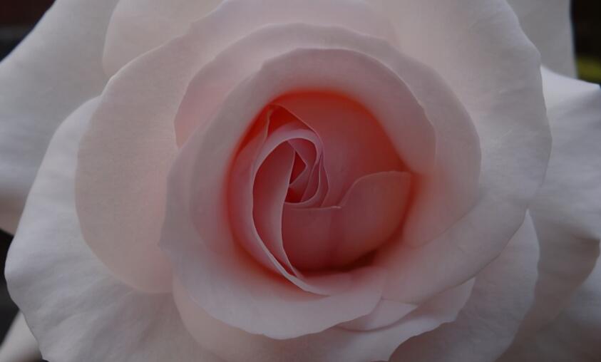 形容优雅人生的句子文案