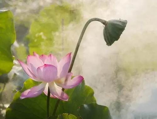 关于夏天的诗句文案佳句